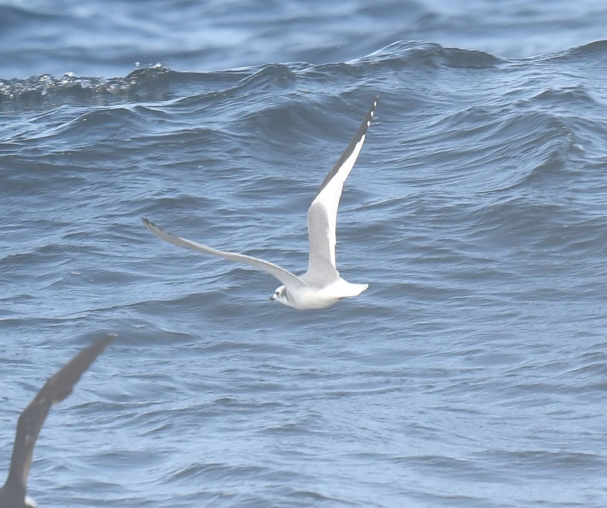 Sabine's Gull - ML622994017