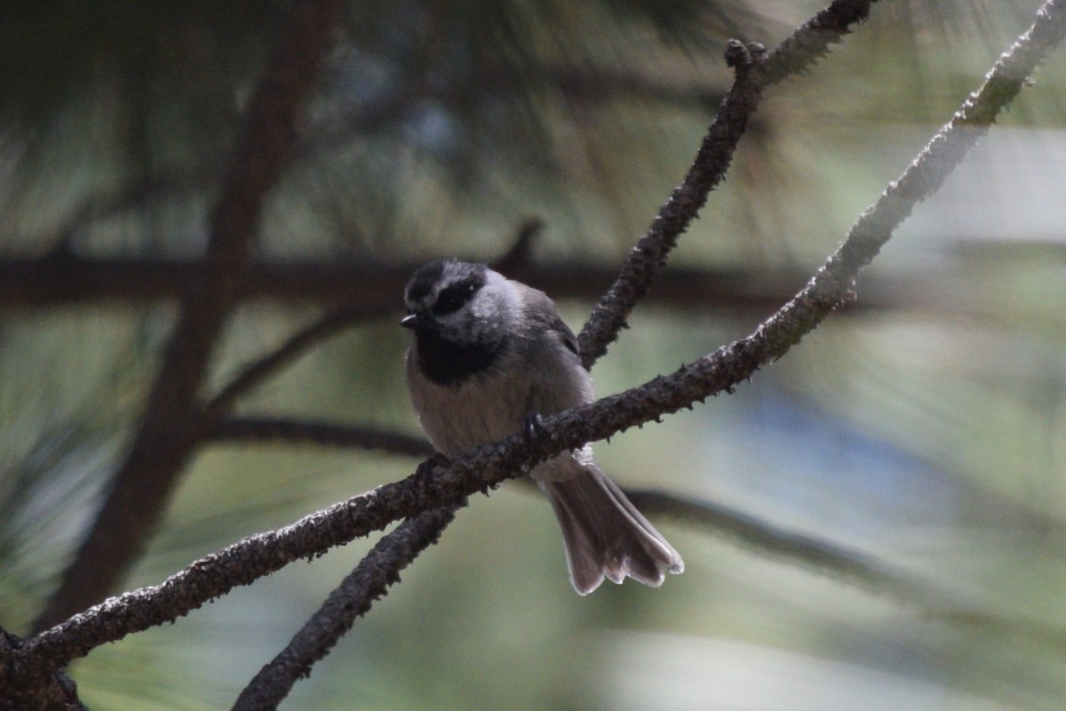 Mountain Chickadee (Rocky Mts.) - ML622994025