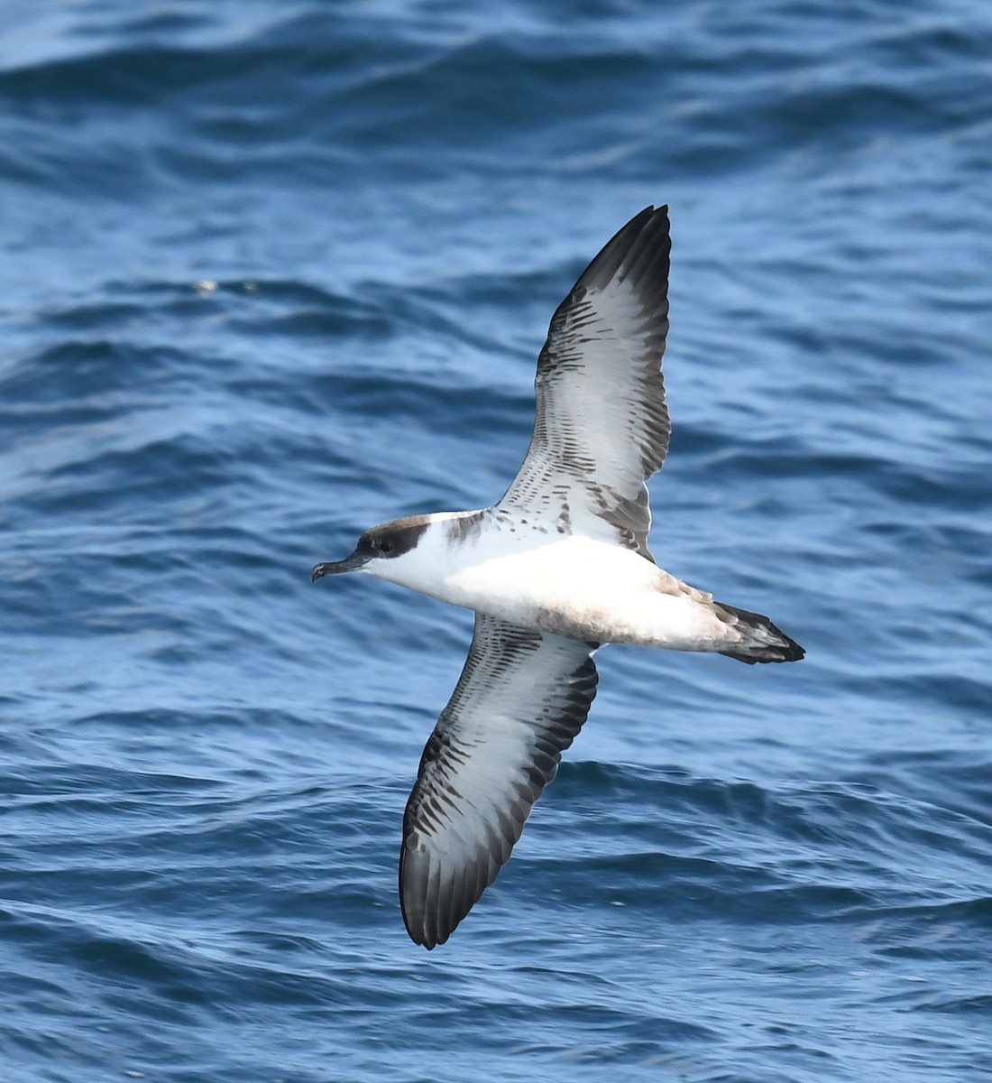 Great Shearwater - ML622994026