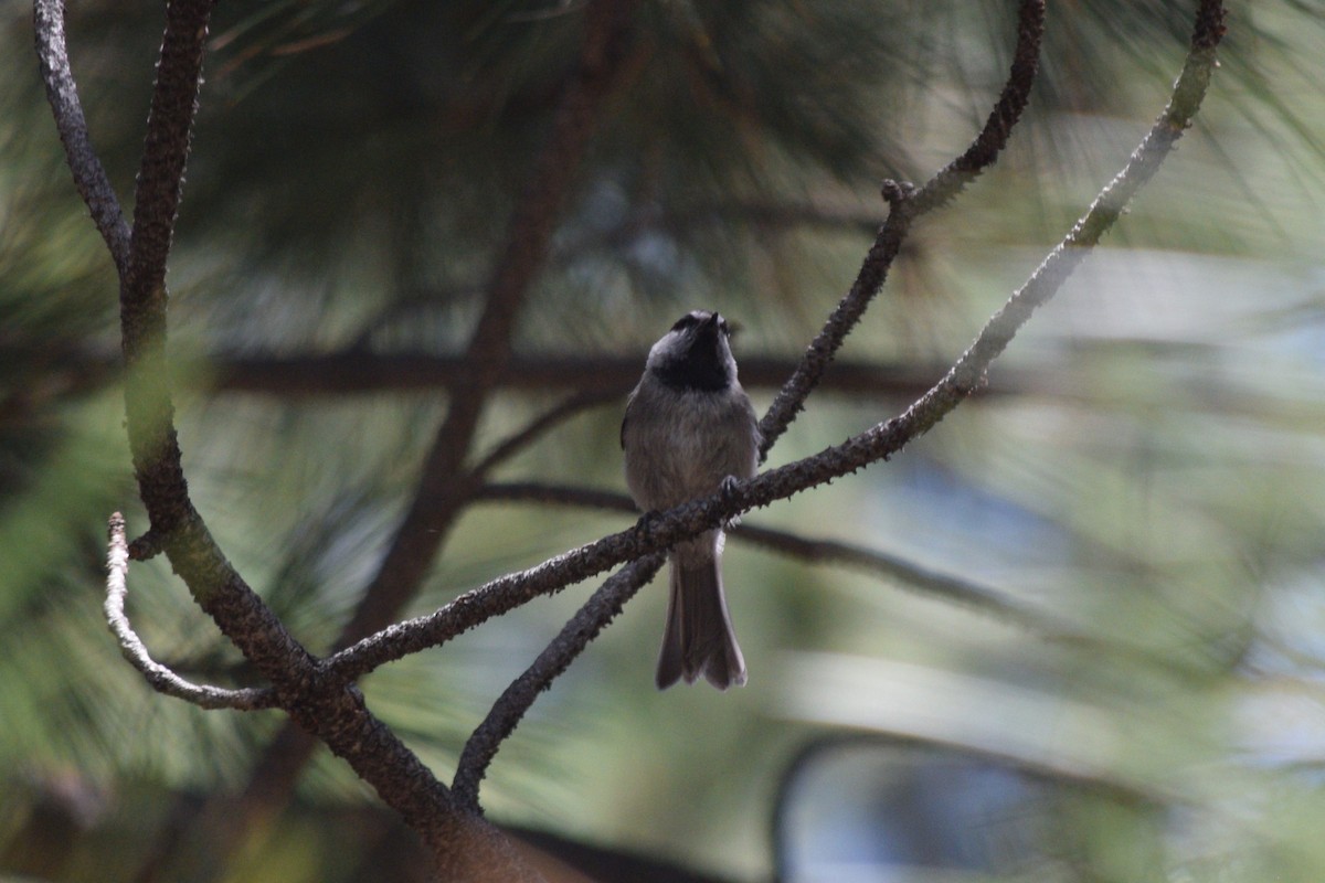 Mountain Chickadee (Rocky Mts.) - ML622994028