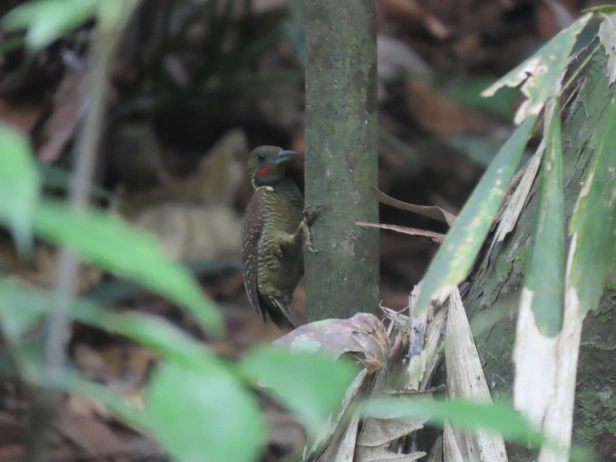 Buff-necked Woodpecker - ML622994086