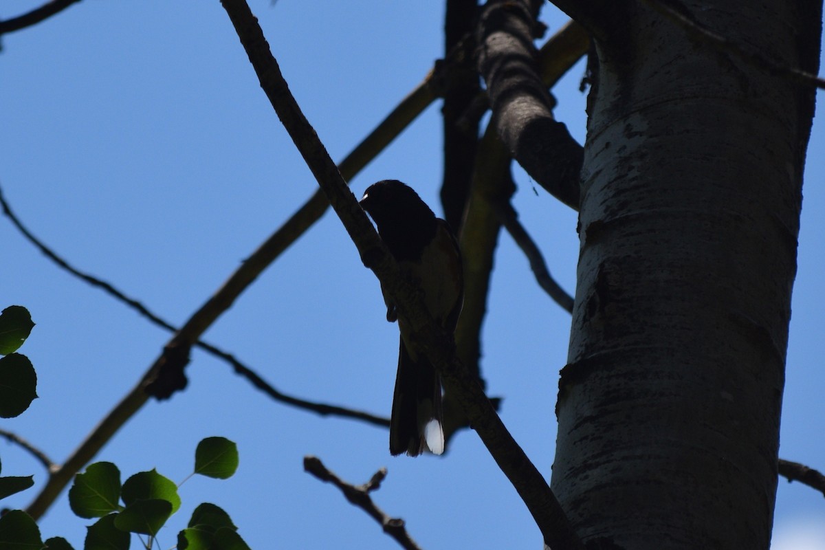 Spotted Towhee - ML622994154