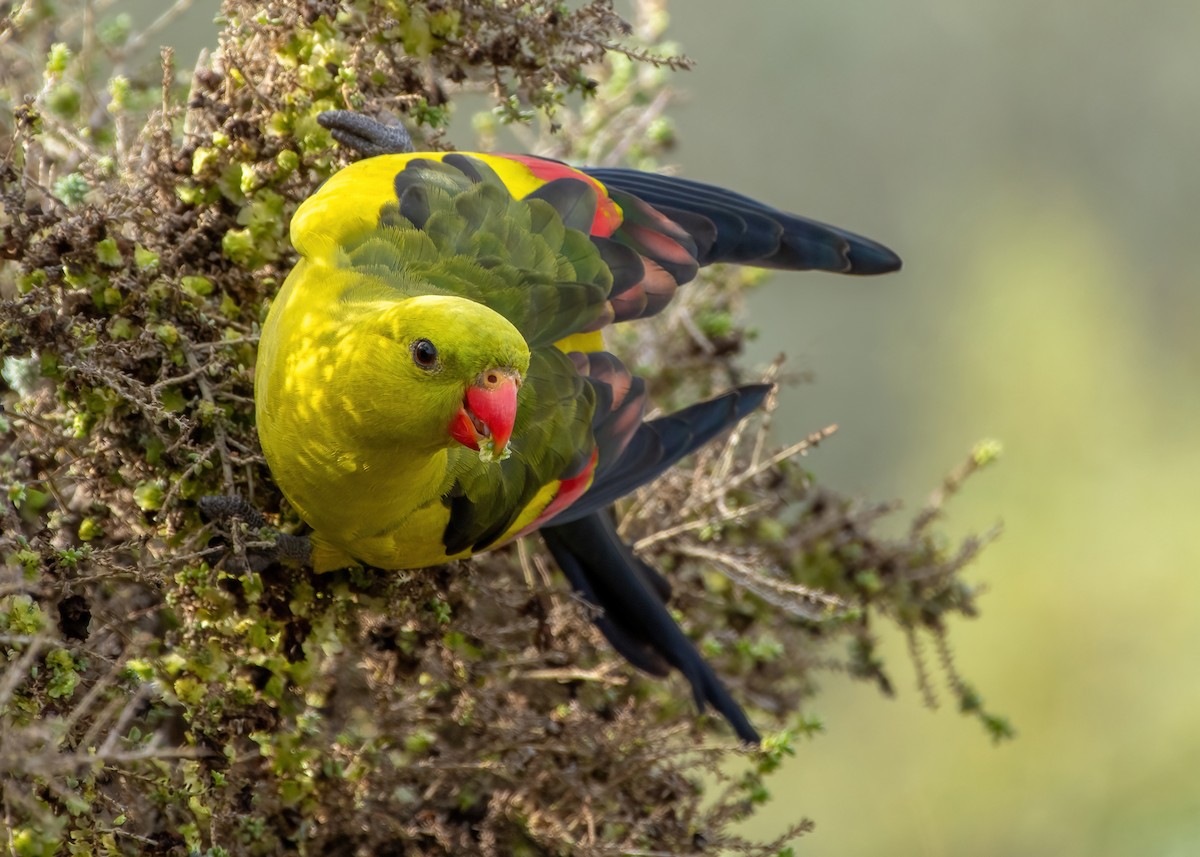 Regent Parrot - ML622994158