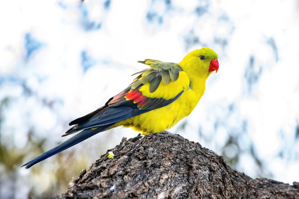 Regent Parrot - ML622994163