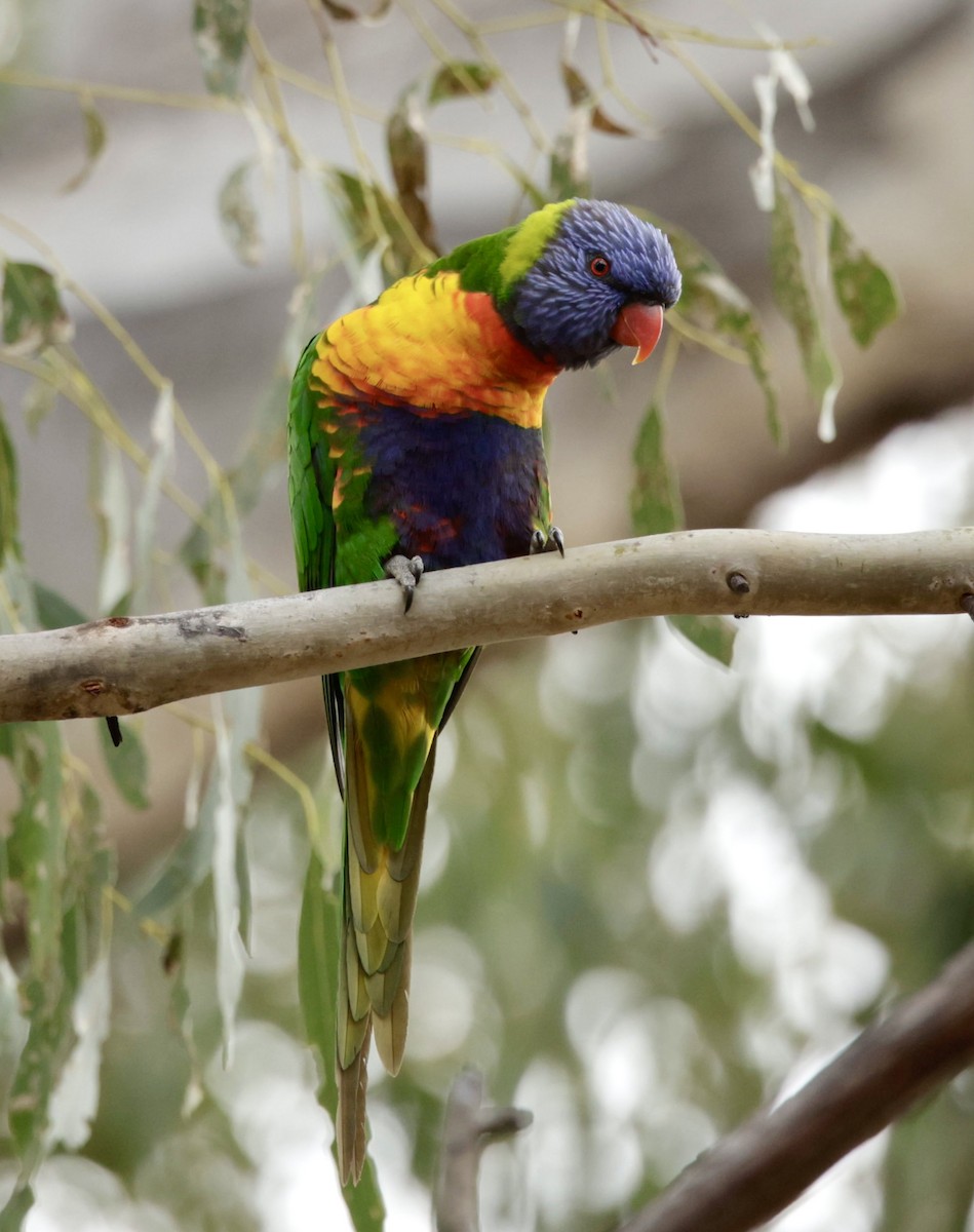 Rainbow Lorikeet - ML622994165