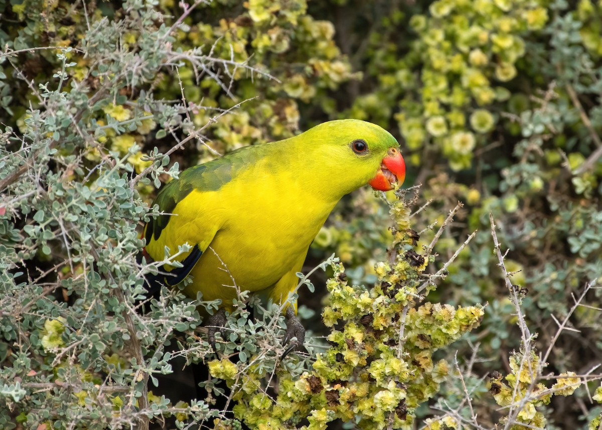 Regent Parrot - ML622994171