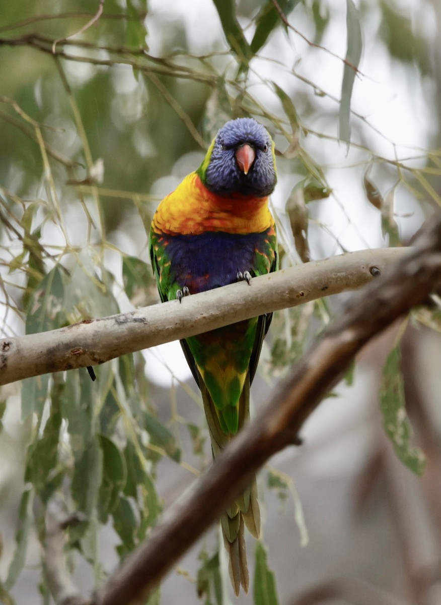 Rainbow Lorikeet - ML622994175