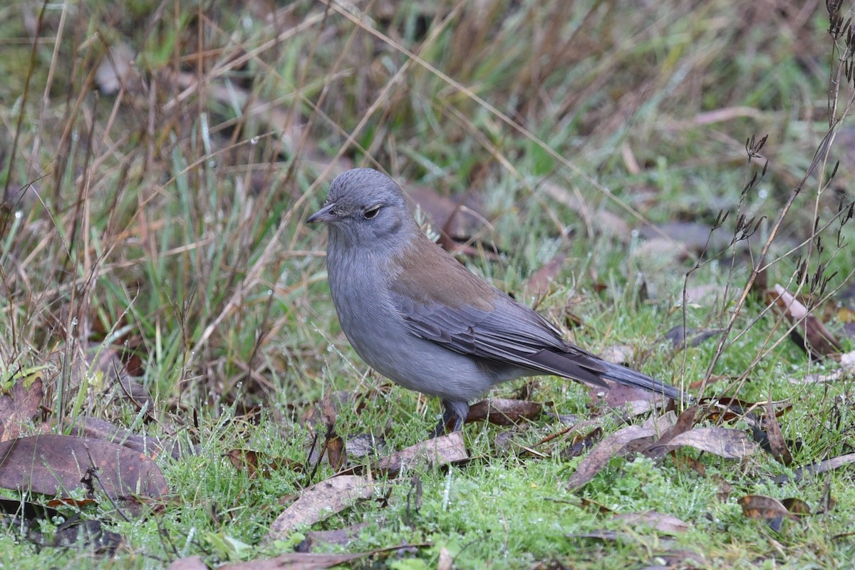 Gray Shrikethrush - ML622994241