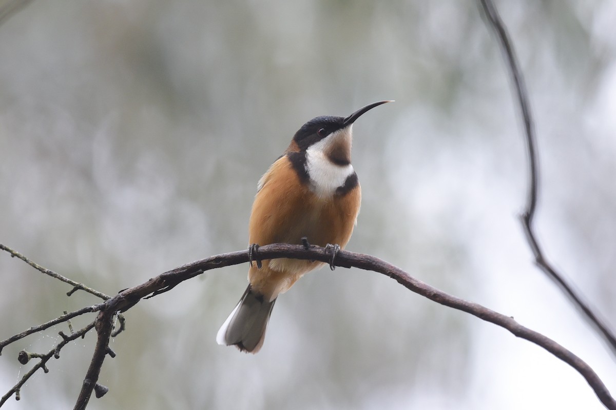 Eastern Spinebill - ML622994249