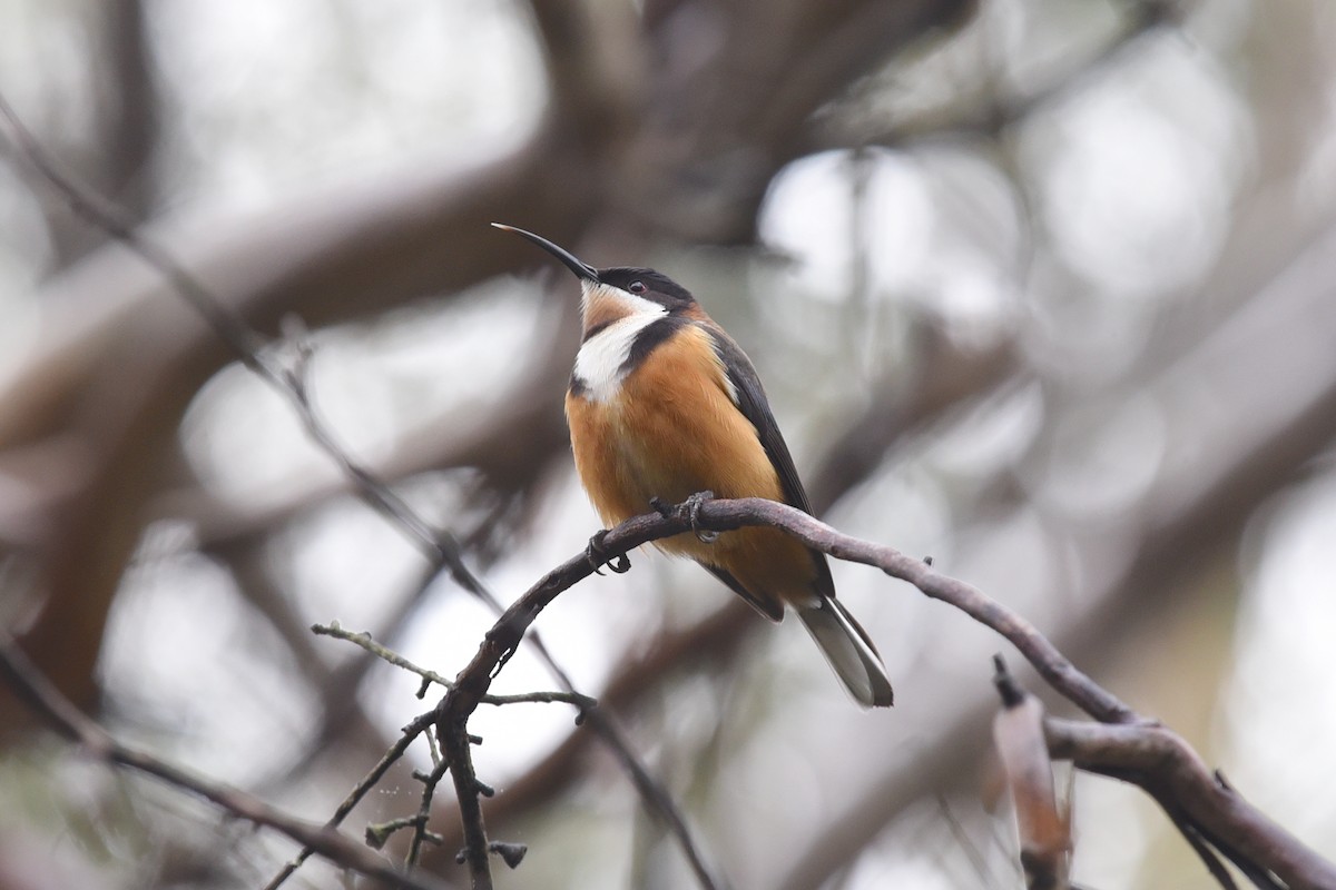 Eastern Spinebill - ML622994250