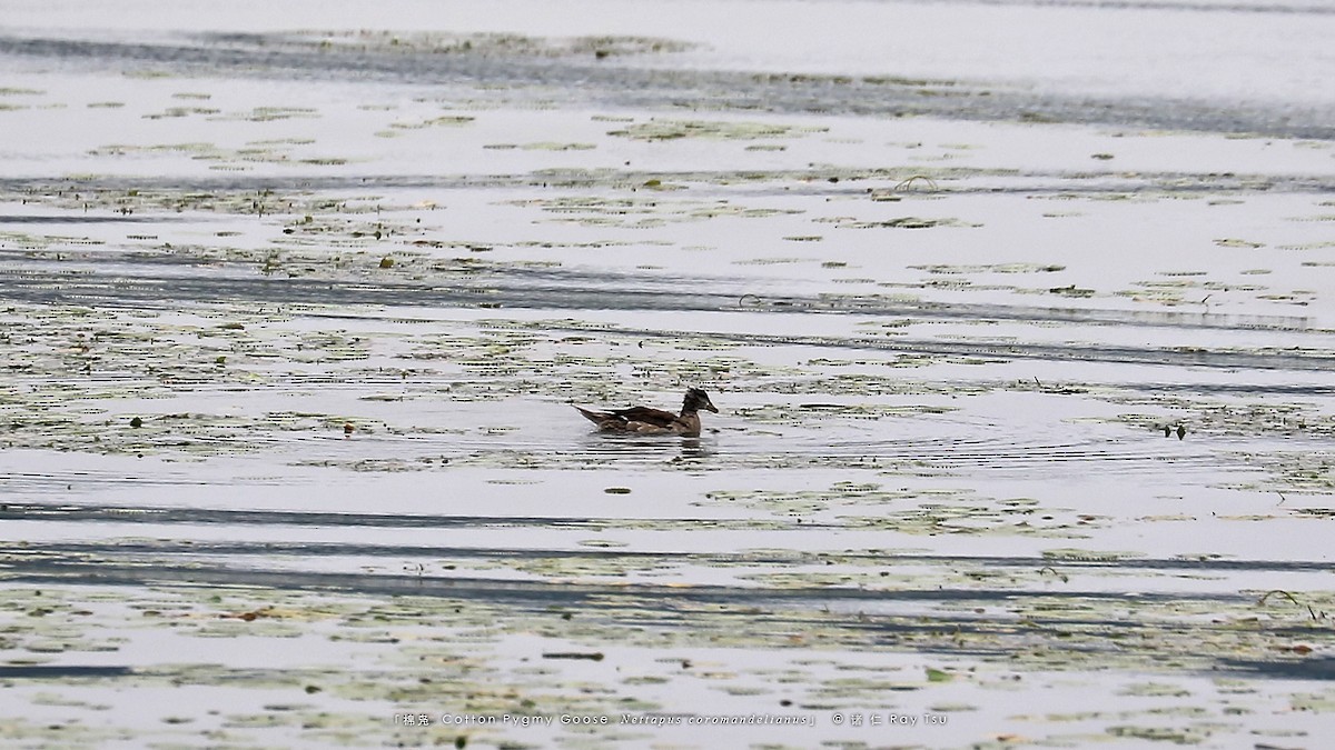 Cotton Pygmy-Goose - ML622994290