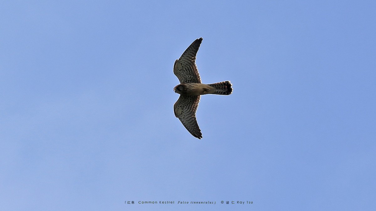 Eurasian Kestrel - ML622994295