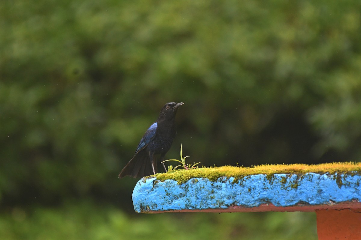 Malabar Whistling-Thrush - ML622994363