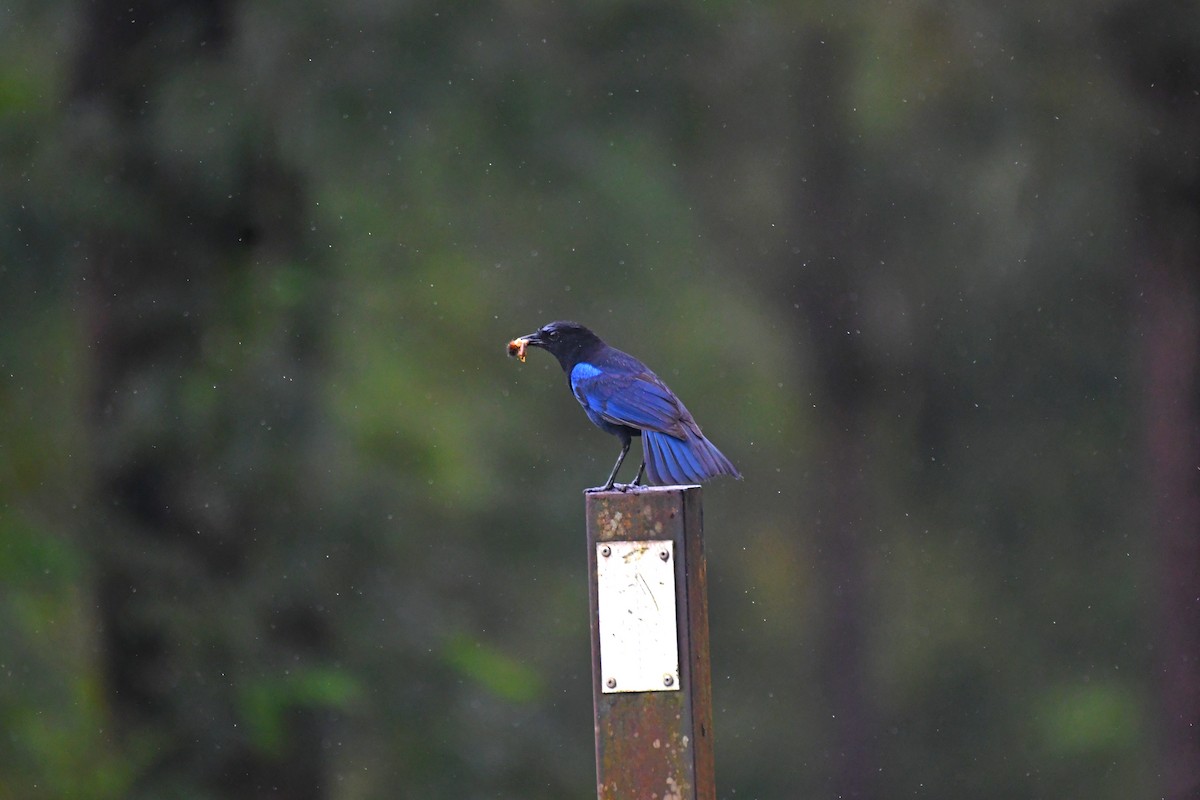 Malabar Whistling-Thrush - ML622994365