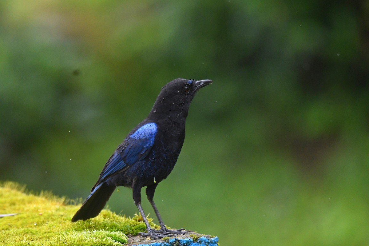 Malabar Whistling-Thrush - ML622994367