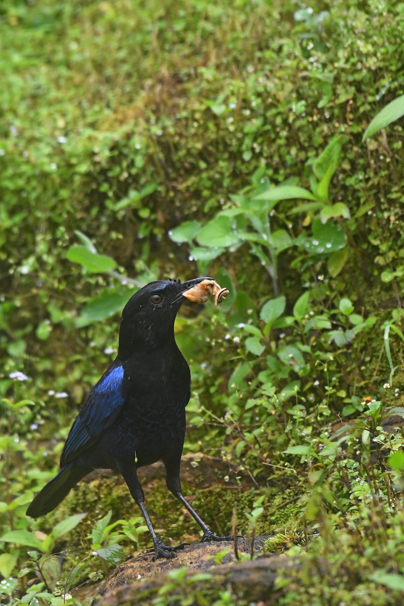 Malabar Whistling-Thrush - ML622994368