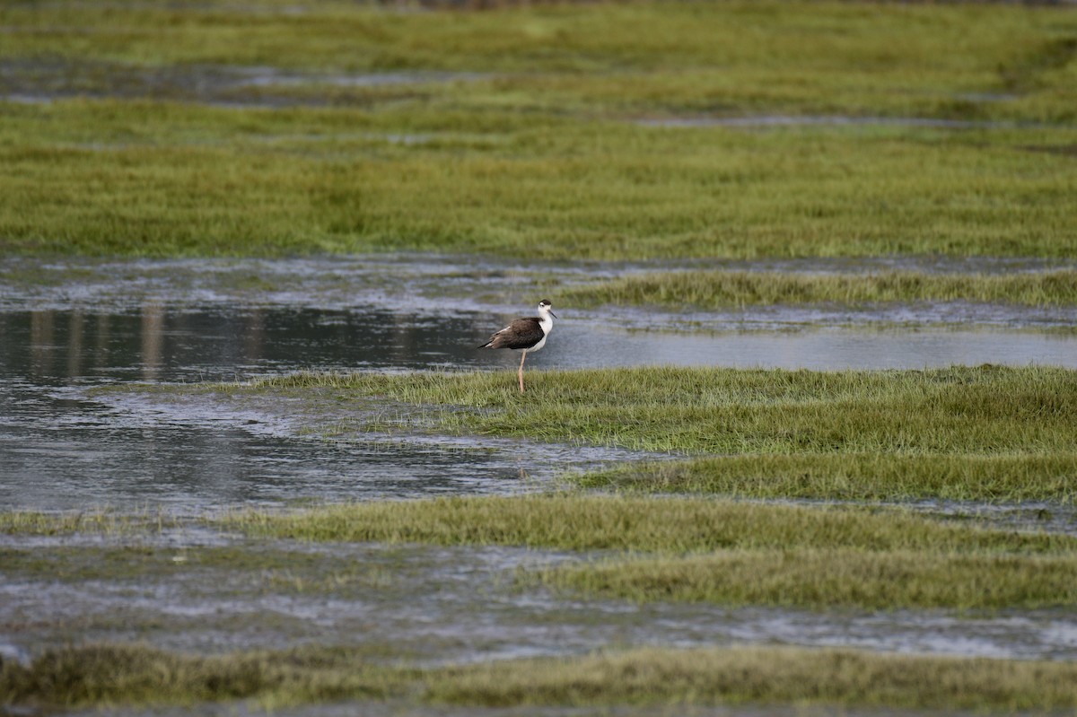 Black-necked Stilt - ML622994410