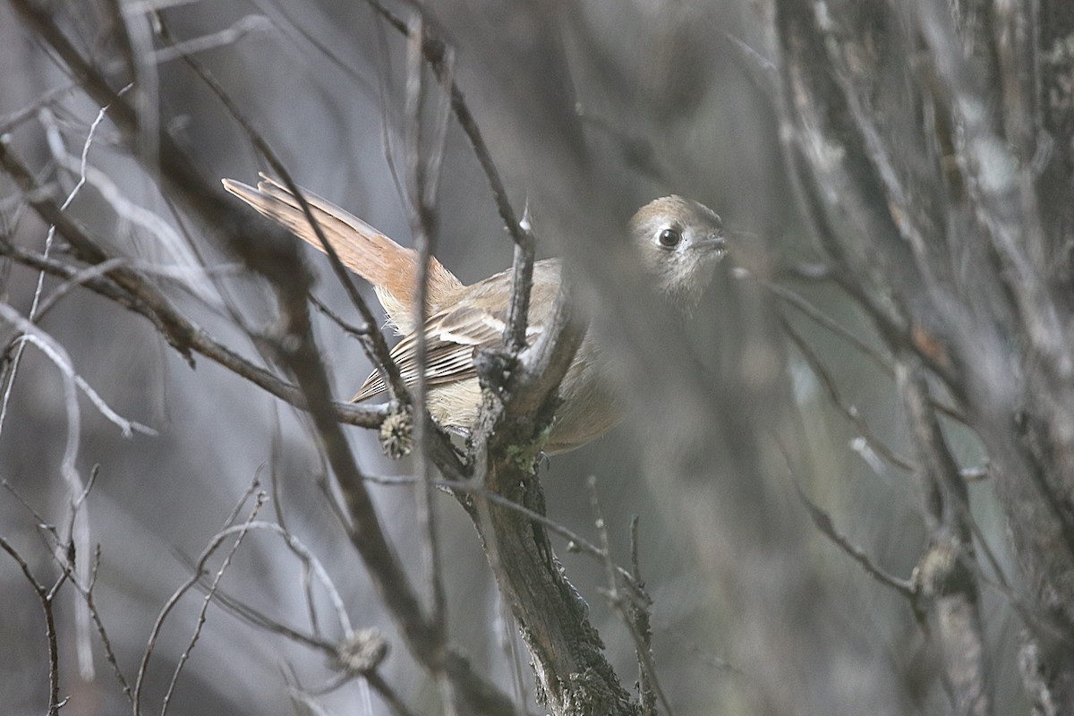 Southern Scrub-Robin - Alan Henry