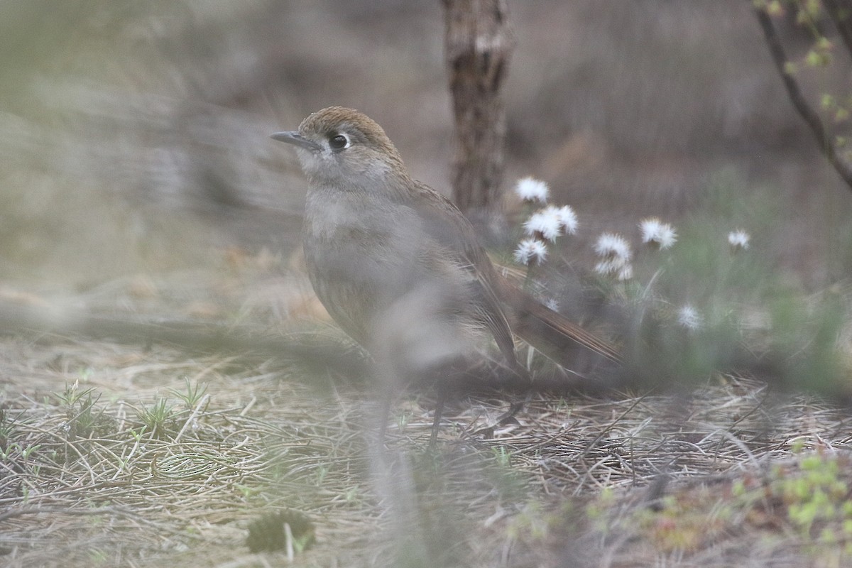 Southern Scrub-Robin - ML622994412