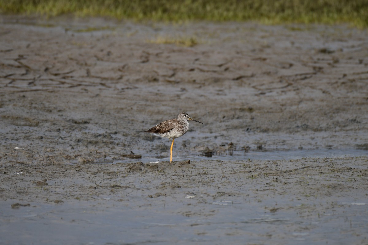 Greater Yellowlegs - ML622994425