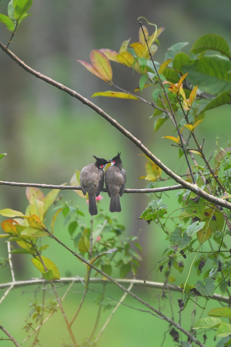 Red-whiskered Bulbul - ML622994436