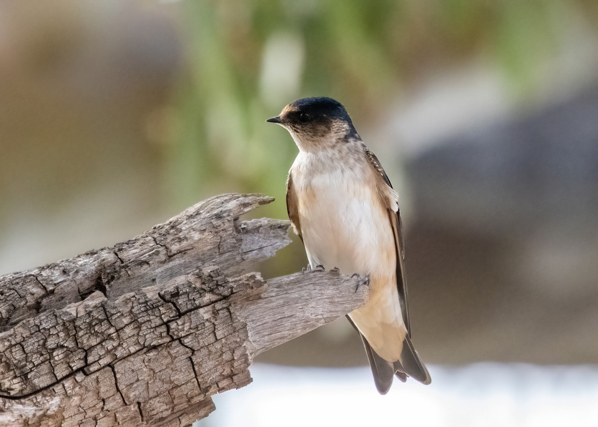 Golondrina Arborícola - ML622994437