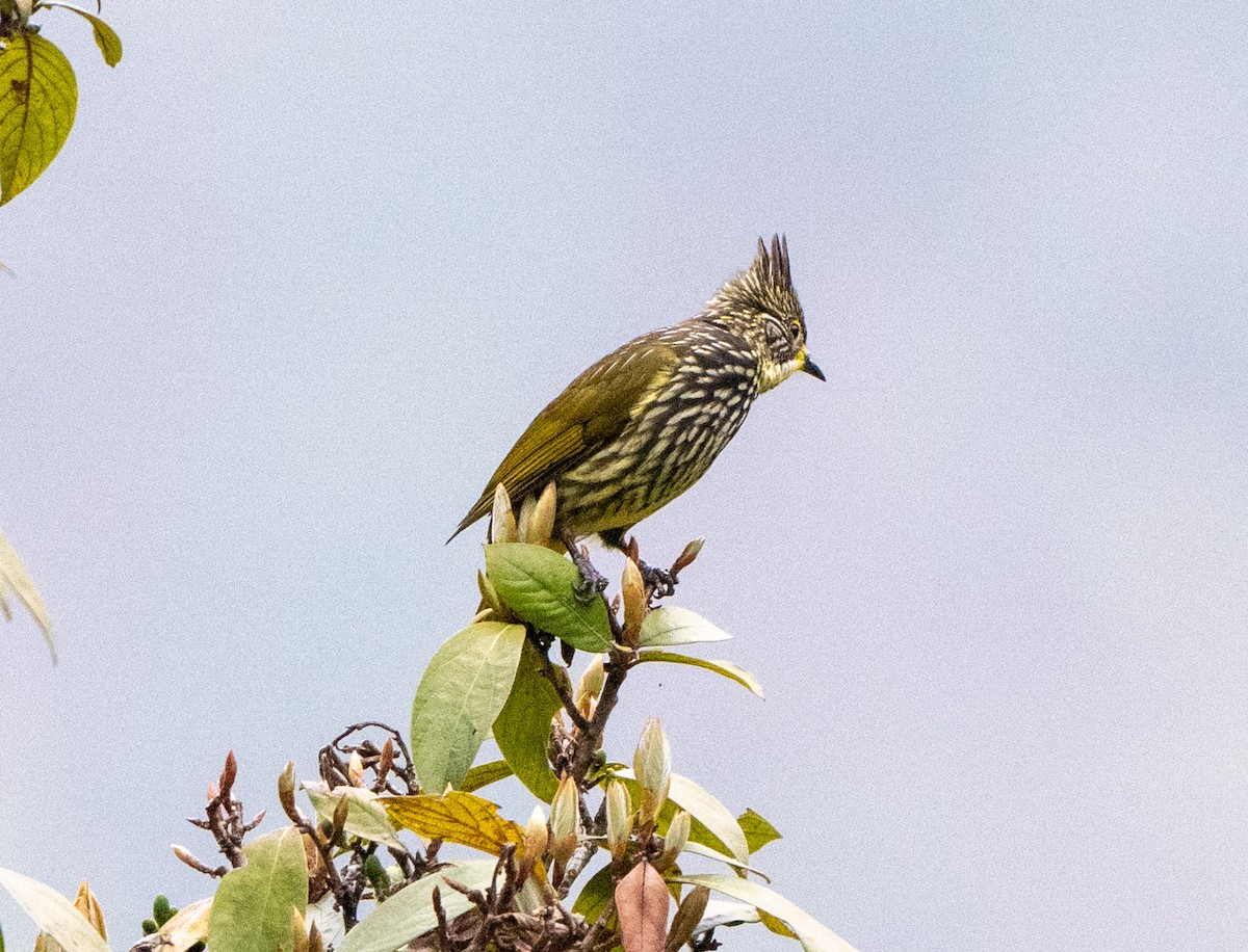 Striated Bulbul - Jagdish Jatiya