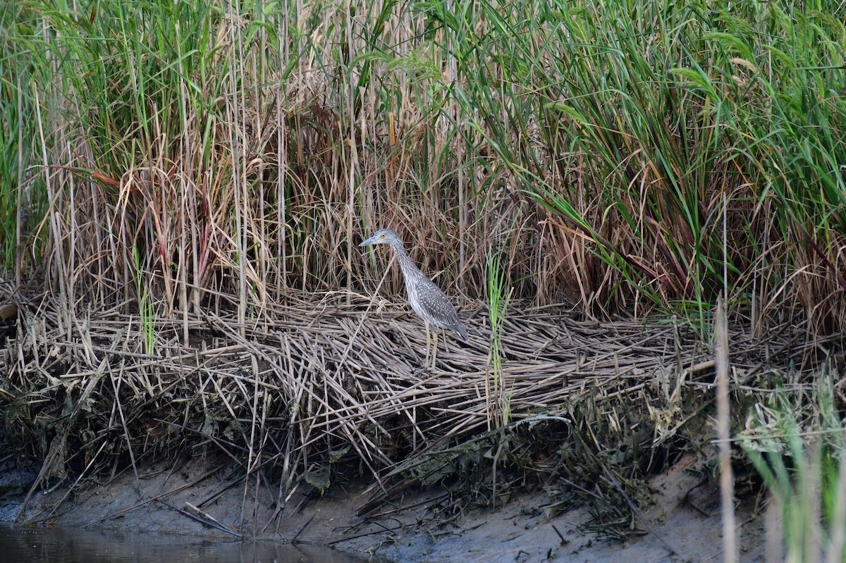 Yellow-crowned Night Heron - ML622994456