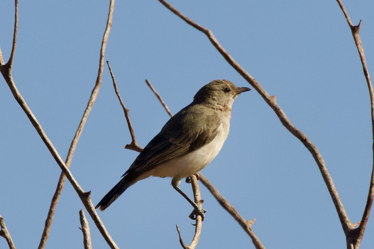 Gray Honeyeater - ML622994480