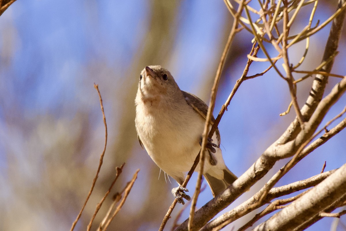 Gray Honeyeater - ML622994481