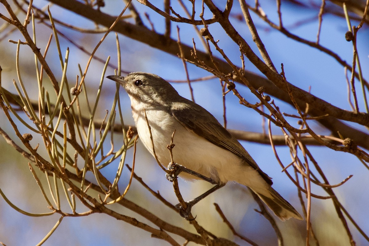 Gray Honeyeater - ML622994482