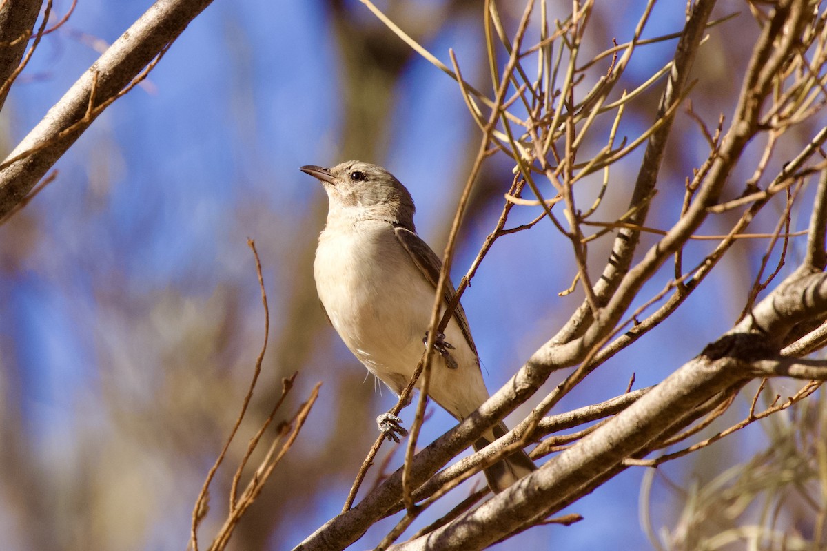 Gray Honeyeater - ML622994483