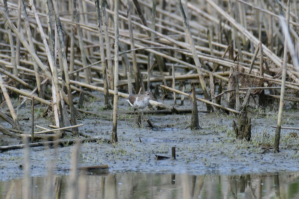 Spotted Sandpiper - ML622994553