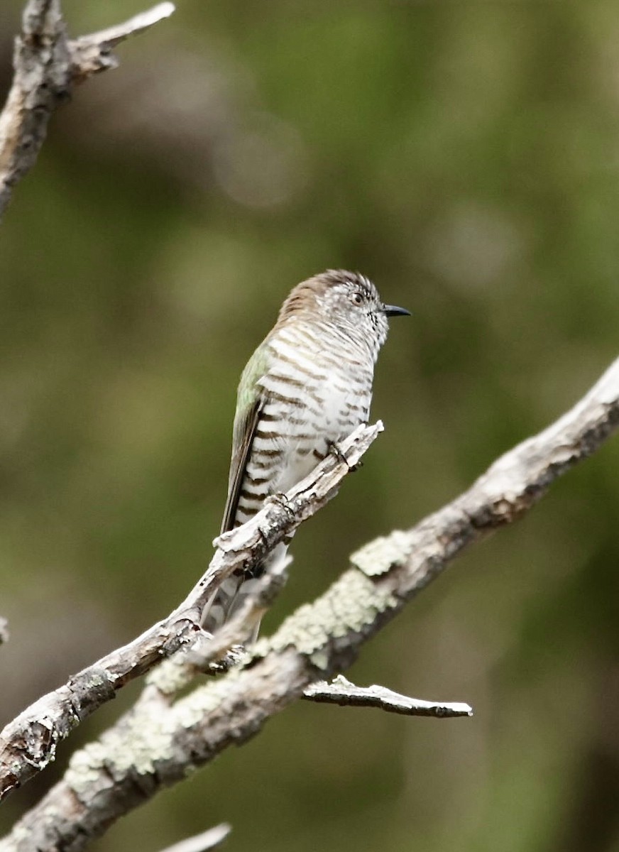 Shining Bronze-Cuckoo - ML622994570