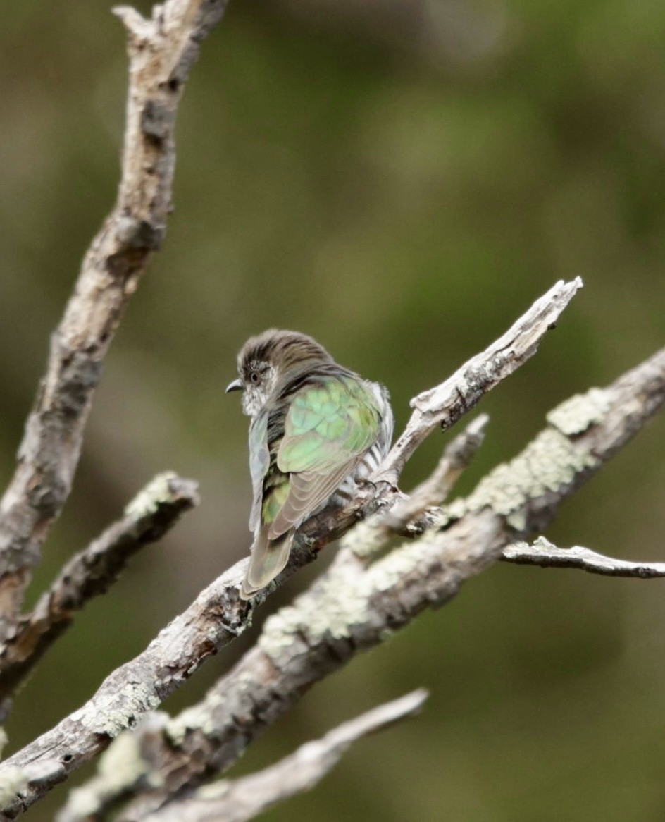 Shining Bronze-Cuckoo - ML622994571