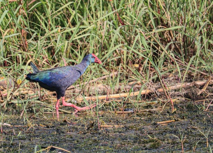 African Swamphen - ML622994595