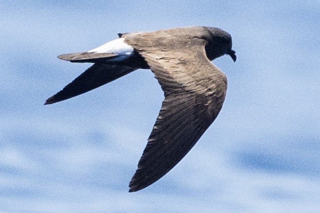 Wedge-rumped Storm-Petrel - ML622994601