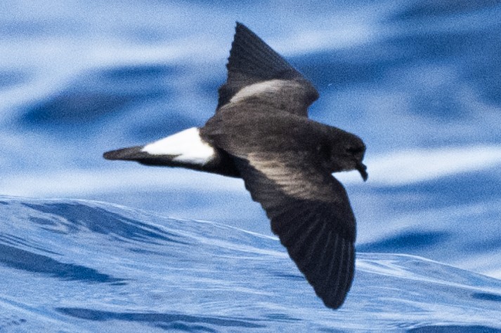 Wedge-rumped Storm-Petrel - ML622994602