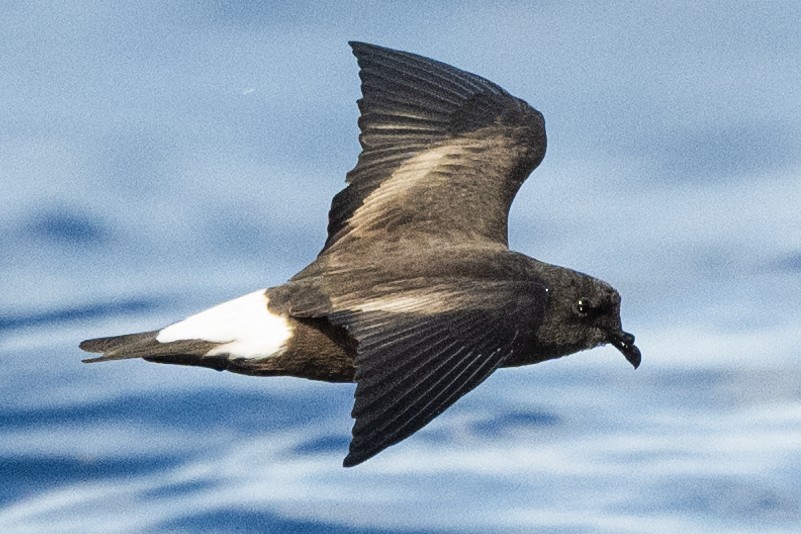 Wedge-rumped Storm-Petrel - ML622994603