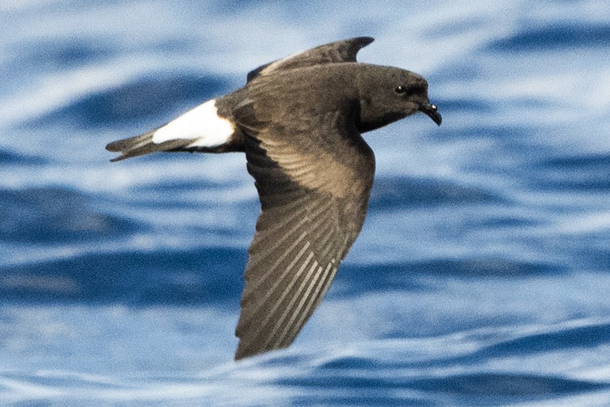 Wedge-rumped Storm-Petrel - ML622994604