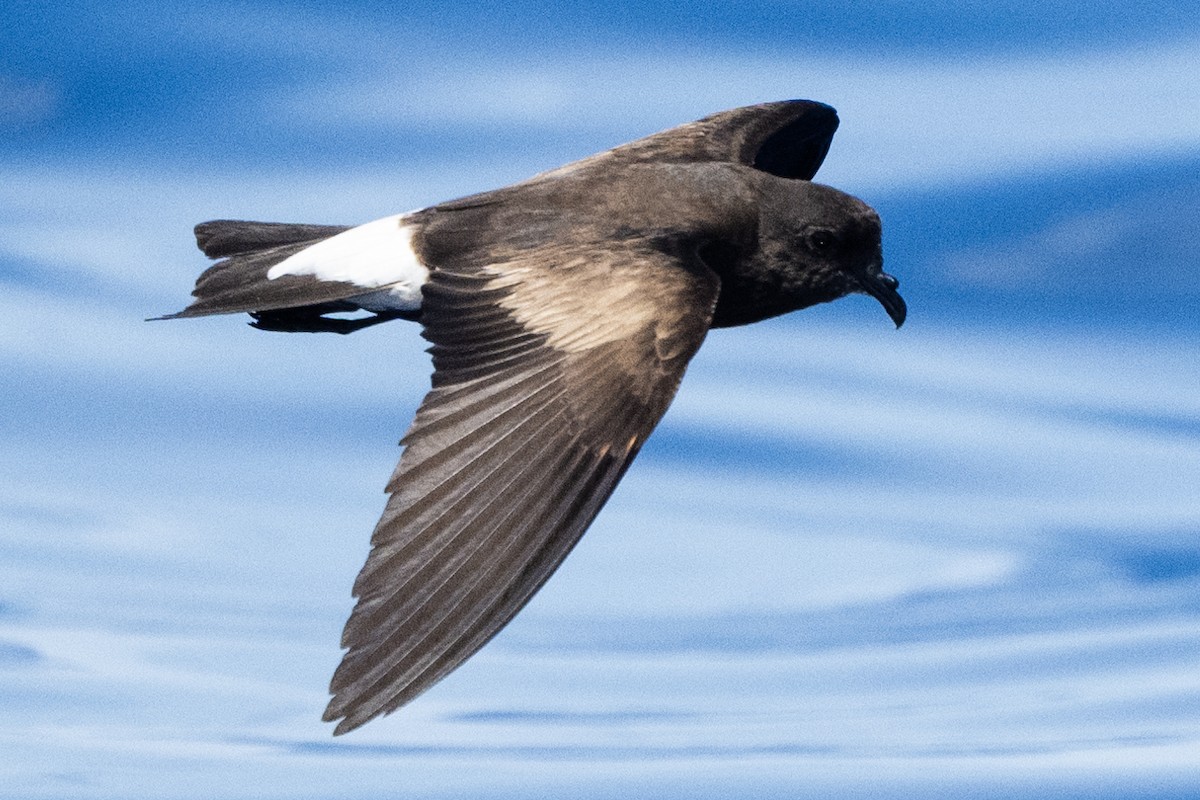 Wedge-rumped Storm-Petrel - ML622994605