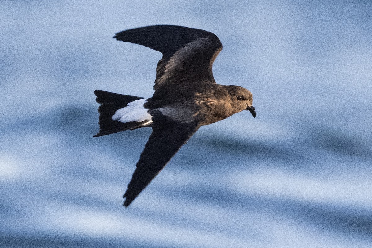 Wedge-rumped Storm-Petrel - ML622994606