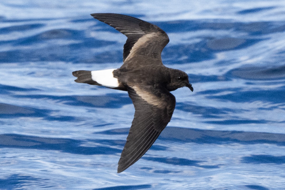 Wedge-rumped Storm-Petrel - ML622994607