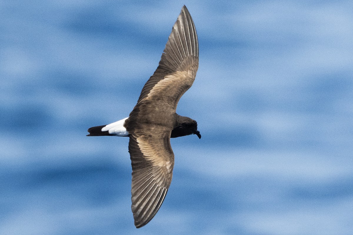 Wedge-rumped Storm-Petrel - ML622994608