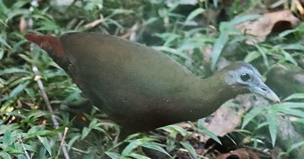 Madagascar Forest Rail - ML622994612