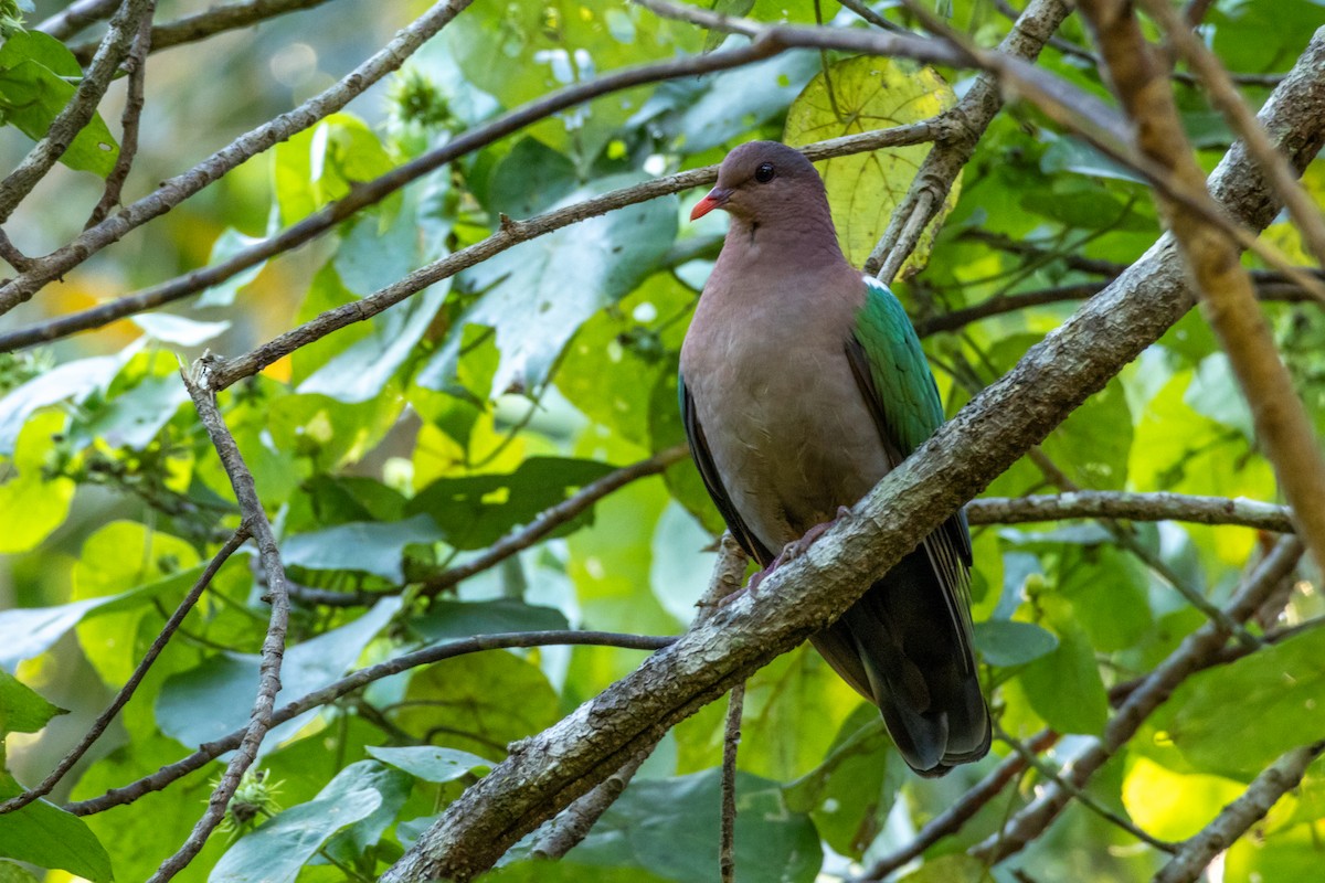 Pacific Emerald Dove - Roxanne Lazarus