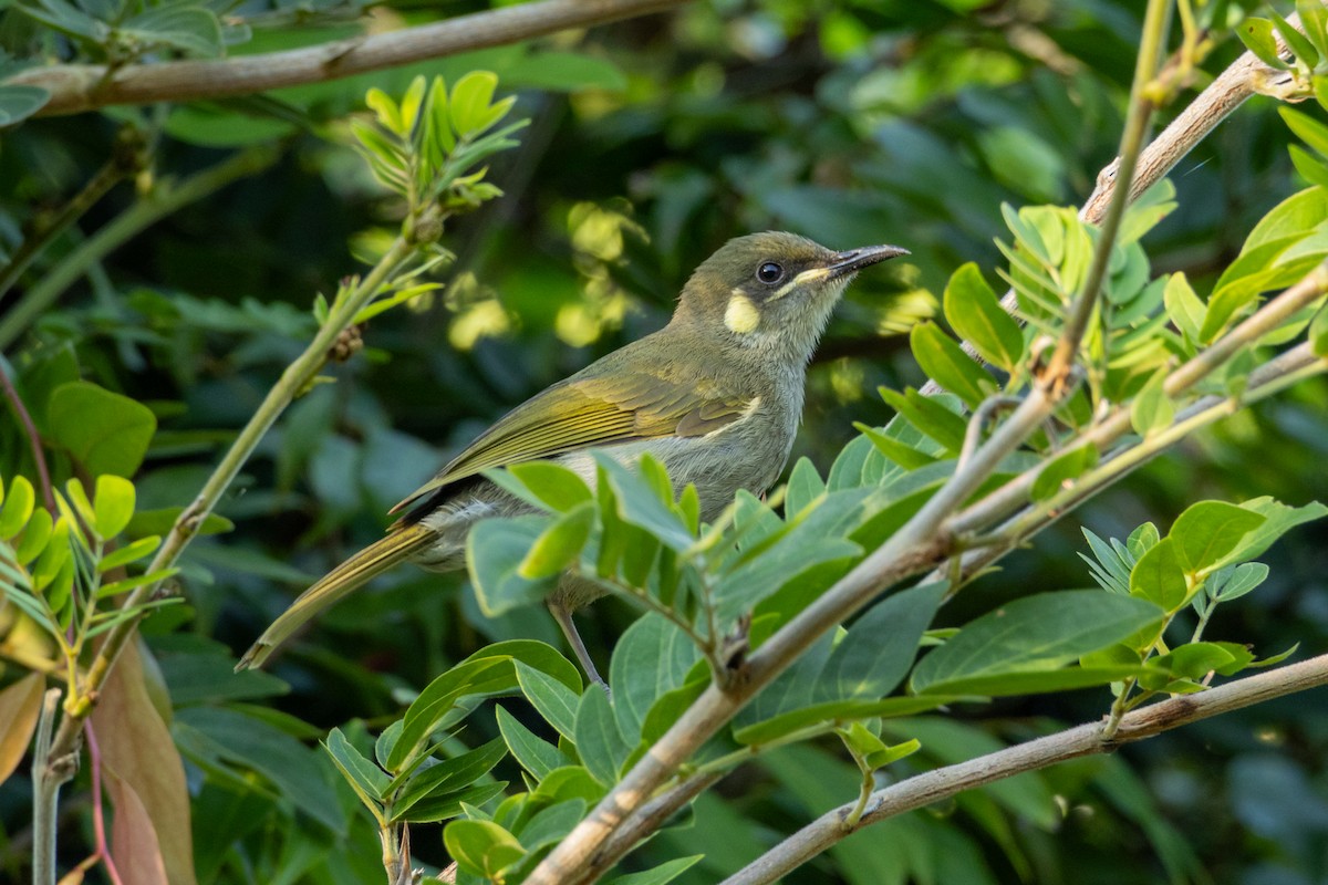 Yellow-spotted Honeyeater - ML622994621