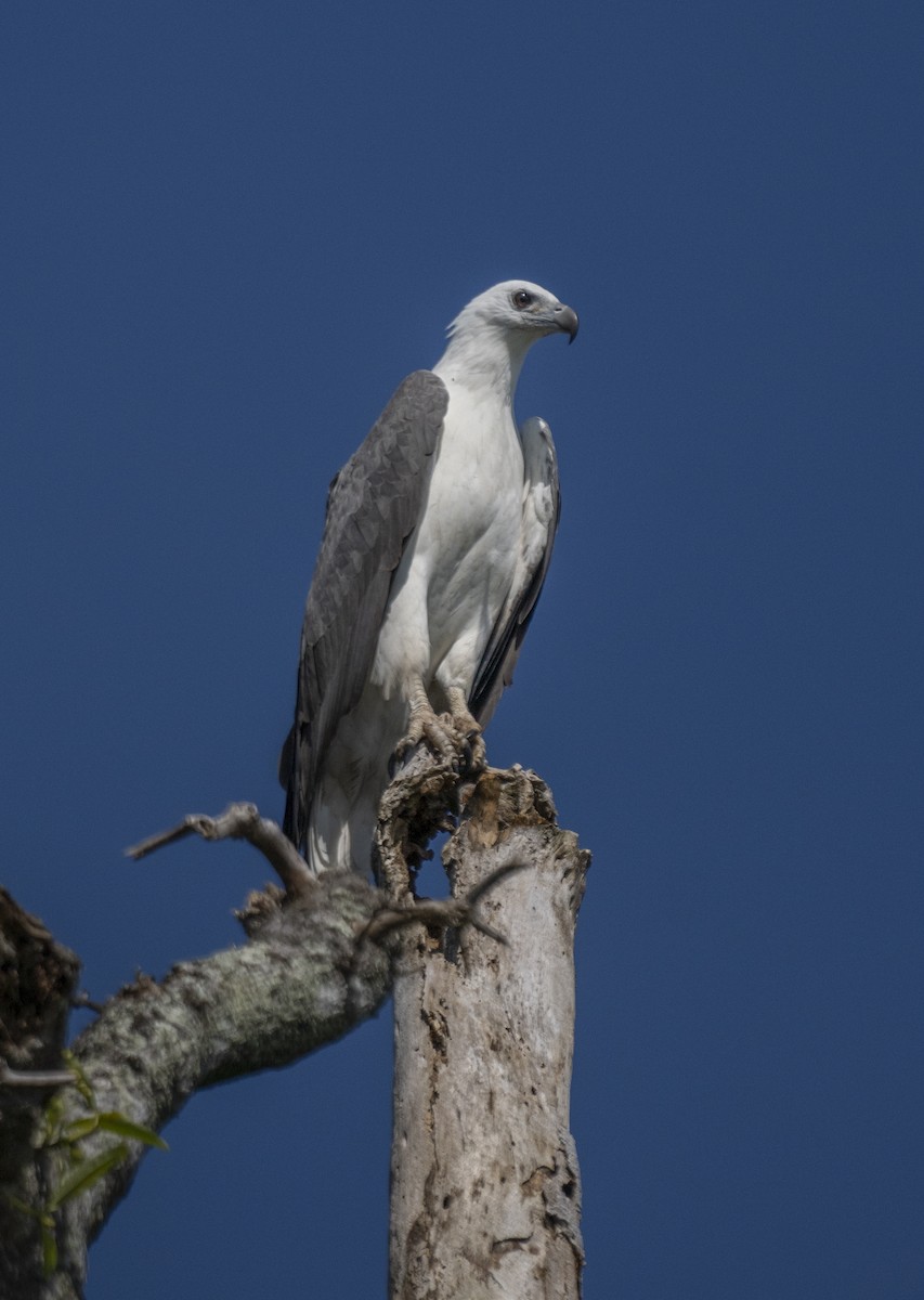 White-bellied Sea-Eagle - ML622994625