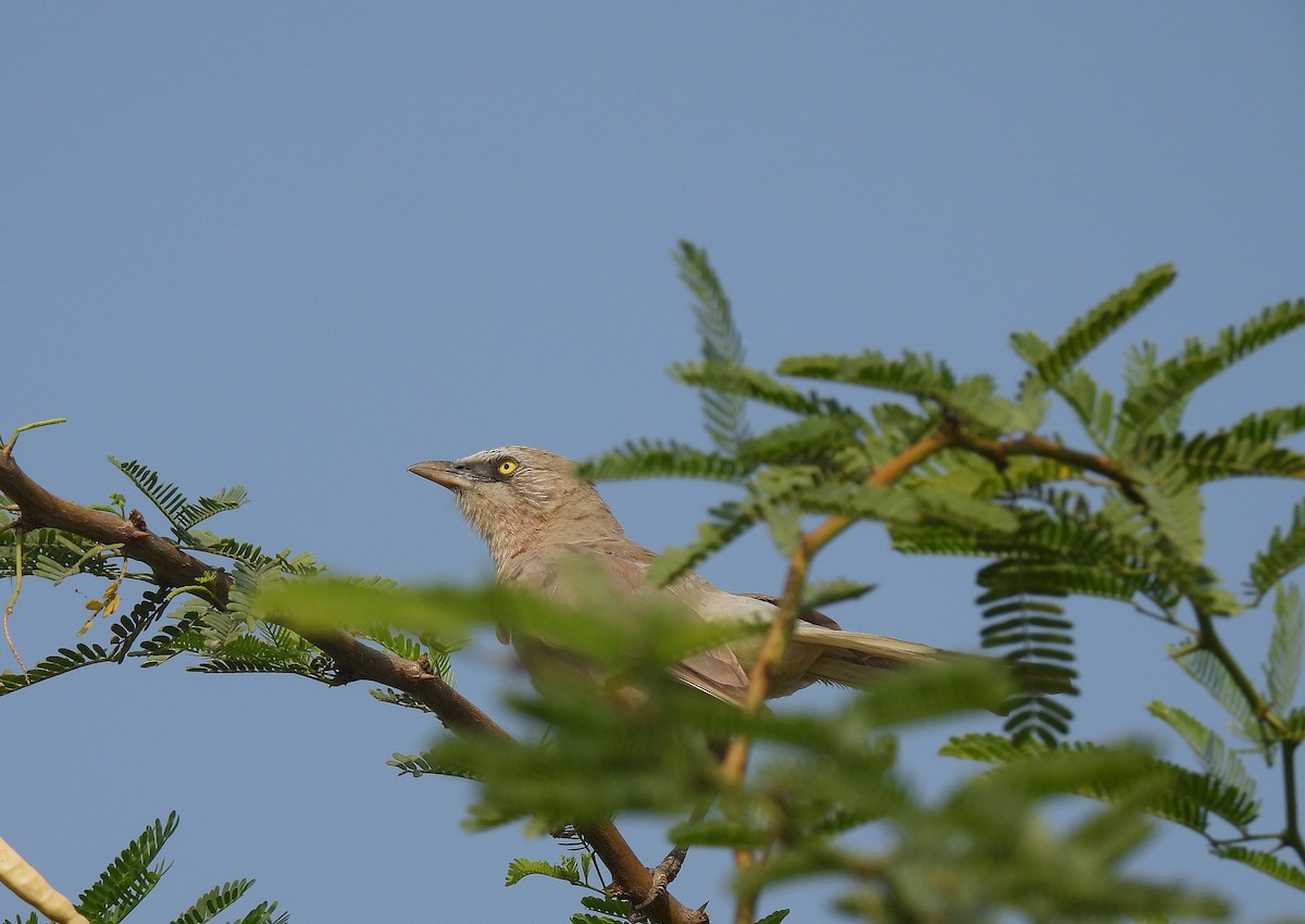 Large Gray Babbler - ML622994651