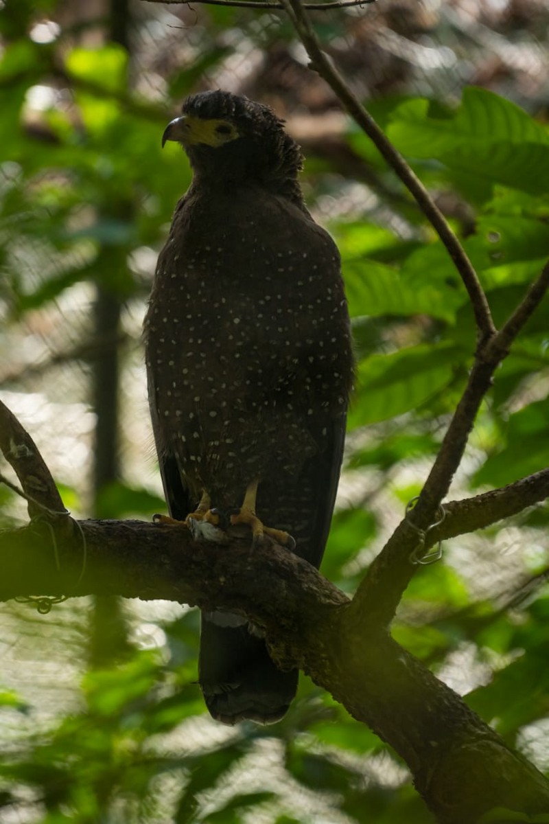 Andaman Serpent-Eagle - ML622994718